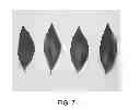 Fig. 08 - MANDARIN TREE NAMED 'KINNOWLS'