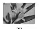 Fig. 09 - MANDARIN TREE NAMED 'KINNOWLS'