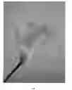 Fig. 02 - Calla Lily plant named 'Solid Gold BLZ'