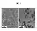 Fig. 02 - HYBRID MATERIAL COMPRISING GRAPHENE AND IRON OXIDE, METHOD FOR MANUFACTURING THE SAME, AND APPARATUS FOR TREATING WASTE WATER USING THE SAME