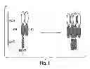 Fig. 02 - LIGHT TARGETING MOLECULES AND USES THEREOF