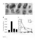 Fig. 02 - Method for permeabilizing tumor vasculature using a tumor vasculature permeabilizing molecule to improve access of a therapeutic or diagnostic agent to a tumor