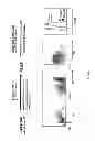 Fig. 06 - Methods to Expand a T Regulatory Cell Master Cell Bank