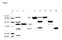 Fig. 09 - LACTOFERRIN SEQENCES, COMPOSITIONS AND METHODS FOR CORNEAL WOUND TREATMENT