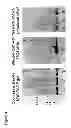 Fig. 07 - METHODS AND COMPOSITIONS BASED ON SHIGA TOXIN TYPE 1 PROTEIN