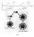 Fig. 02 - NANOPARTICULATE FORMULATIONS OF MITHRAMYCIN OR MITHRAMYCIN ANALOGUES FOR TREATING CANCER