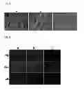 Fig. 02 - METHOD OF PREPARING SELF-ASSEMBLED EXTRACELLULAR MATRICES AND USE OF SELF-ASSEMBLED EXTRACELLULAR MATRICES FORMED BY USING THE METHOD