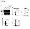Fig. 08 - ANGIOGENESIS INHIBITORS