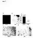 Fig. 09 - ANGIOGENESIS INHIBITORS