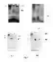 Fig. 14 - SELF-ASSEMBLING HALF-ANTIBODIES