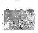 Fig. 04 - HERBAL COMPOSITION PHY906 AND ITS USE IN CHEMOTHERAPY