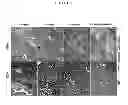 Fig. 06 - HERBAL COMPOSITION PHY906 AND ITS USE IN CHEMOTHERAPY