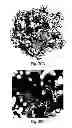 Fig. 29 - METHODS FOR THE DETECTION OF JC POLYOMA VIRUS