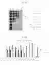 Fig. 02 - Detection of feline immunodeficiency virus