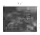 Fig. 14 - SIRTUIN ACTIVATORS AND ACTIVATION ASSAYS