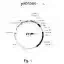 Fig. 02 - Multi Plasmid System For The Production Of Influenza Virus