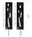 Fig. 04 - Multi Plasmid System For The Production Of Influenza Virus