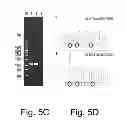 Fig. 07 - Multi Plasmid System For The Production Of Influenza Virus