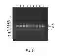 Fig. 41 - Multi Plasmid System For The Production Of Influenza Virus