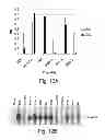 Fig. 45 - Multi Plasmid System For The Production Of Influenza Virus