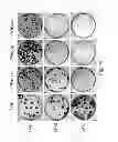 Fig. 51 - Multi Plasmid System For The Production Of Influenza Virus