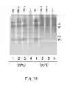 Fig. 52 - Multi Plasmid System For The Production Of Influenza Virus