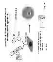 Fig. 59 - Multi Plasmid System For The Production Of Influenza Virus