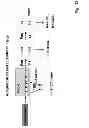 Fig. 67 - Multi Plasmid System For The Production Of Influenza Virus