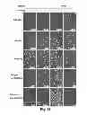 Fig. 70 - Multi Plasmid System For The Production Of Influenza Virus