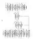 Fig. 19 - METHOD OF SERVING ELECTRONIC DEVICE AND SERVICE SYSTEM
