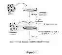 Fig. 02 - METHODS OF INHIBITING TUMOR CELL AGGRESSIVENESS USING THE MICROENVIRONMENT OF HUMAN EMBRYONIC STEM CELLS