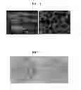 Fig. 02 - Transglutaminase inhibitors and methods of use thereof