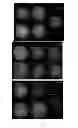 Fig. 09 - Oocyte Spindle-Associated Factors Improve Somatic Cell Cloning