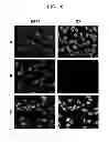 Fig. 09 - LIPOSOME INCLUDING ELASTIN-LIKE POLYPEPTIDES AND USE THEREOF