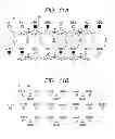 Fig. 12 - Biological photometric device and biological photometry method using same