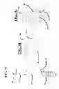 Fig. 04 - Facet screw system and method
