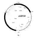 Fig. 02 - Polypeptide having beta-glucosidase activity and uses thereof