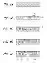 Fig. 02 - Process for producing liquid ejection head