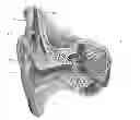 Fig. 01 - Optimized energy and data transfer in hearing implant systems