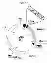 Fig. 04 - Peptide derivatives, preparation and uses thereof