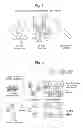 Fig. 02 - PEPTIDE PROBES FOR DIAGNOSTICS AND THERAPEUTICS