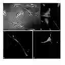 Fig. 02 - Multipotent stem cell cultures
