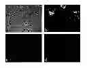 Fig. 03 - Multipotent stem cell cultures