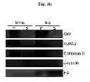 Fig. 09 - Amyloid-beta clearance