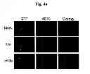 Fig. 10 - Amyloid-beta clearance