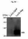 Fig. 15 - Amyloid-beta clearance