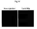 Fig. 16 - Amyloid-beta clearance