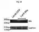 Fig. 17 - Amyloid-beta clearance