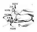 Fig. 01 - Antibodies with Enhanced or Suppressed Effector Function