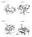 Fig. 02 - Antibodies with Enhanced or Suppressed Effector Function